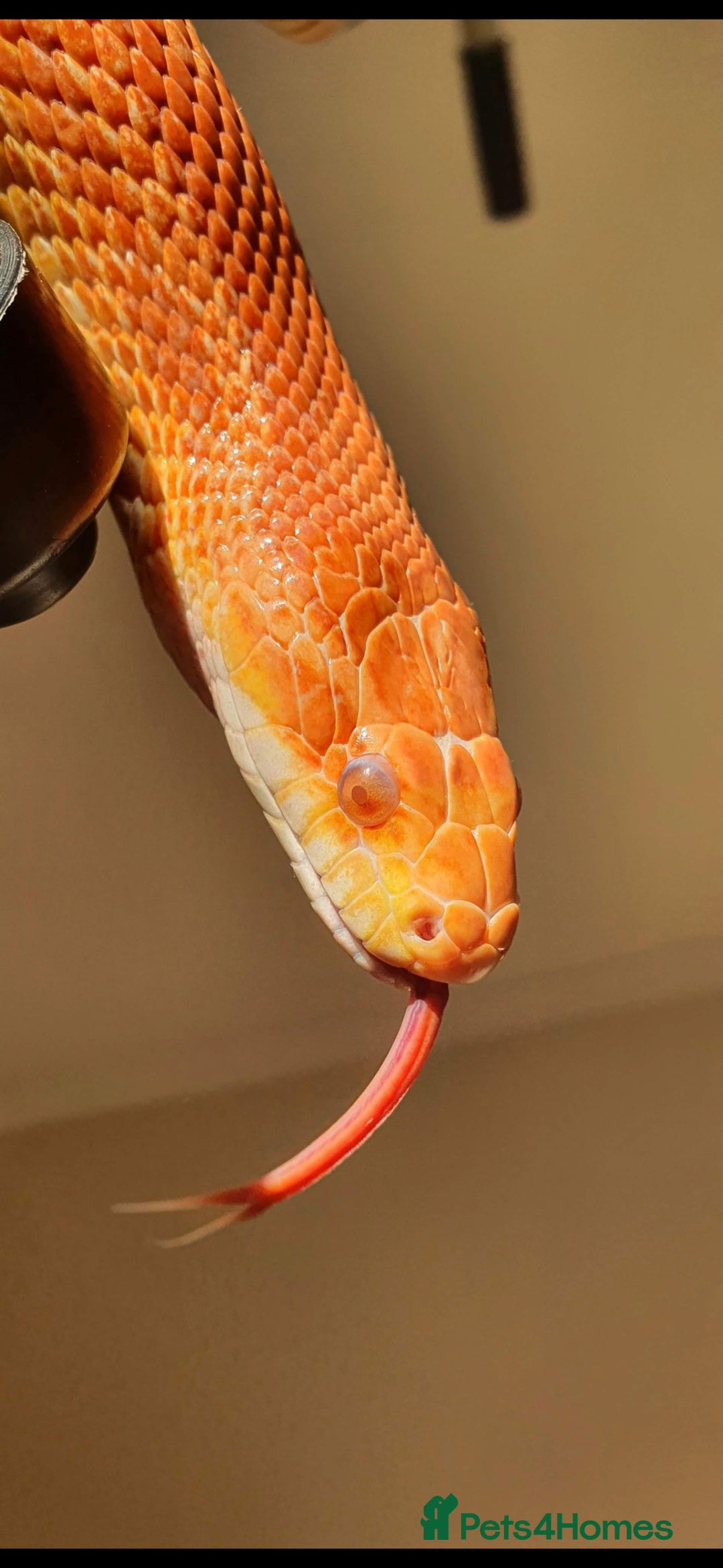 Corn Snake reptiles for sale: Male Corn Snake for Sale – Full Setup Included - Advert 3
