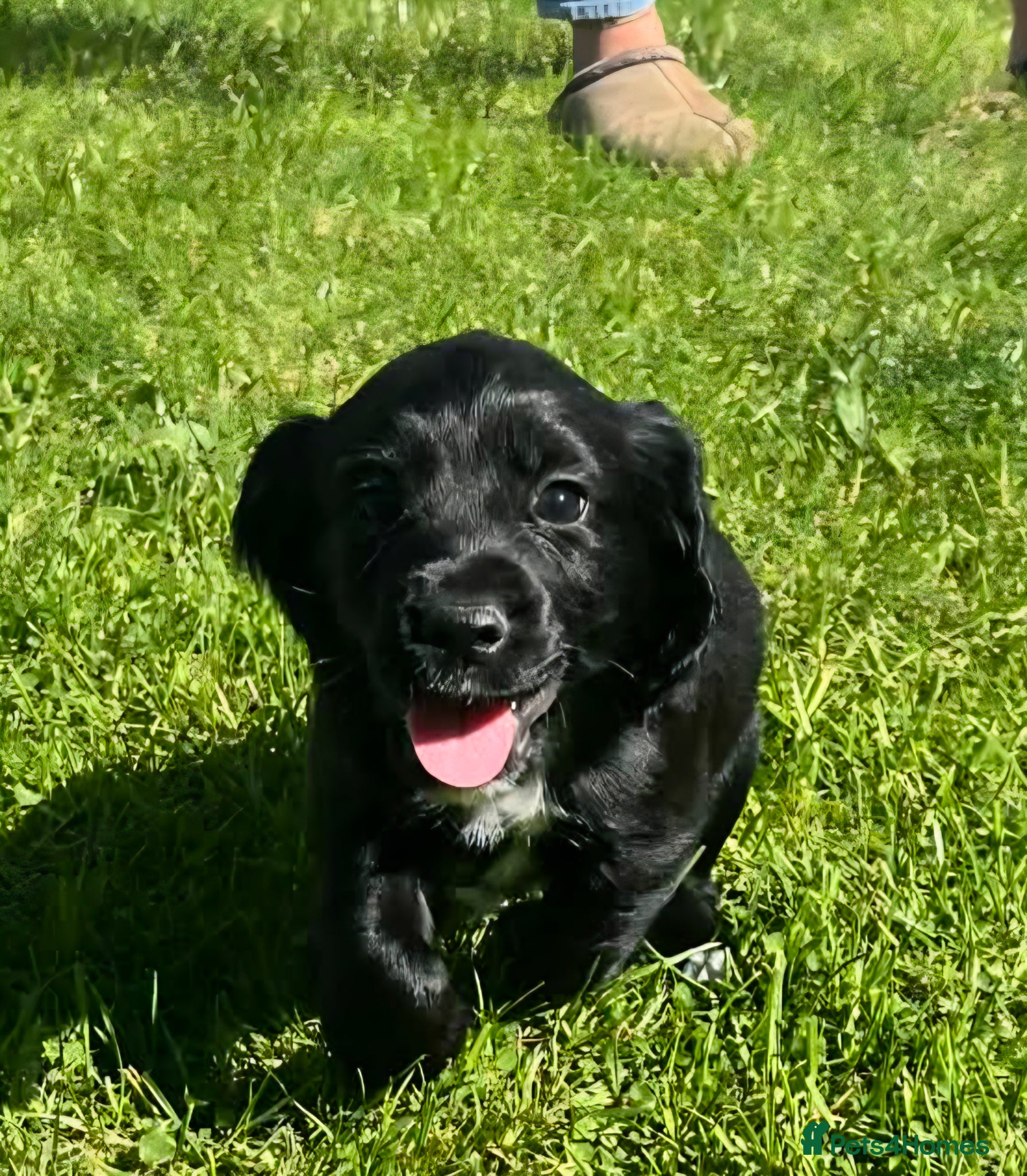 Cocker Spaniel dogs Cocker Spaniel Puppies - Advert 9