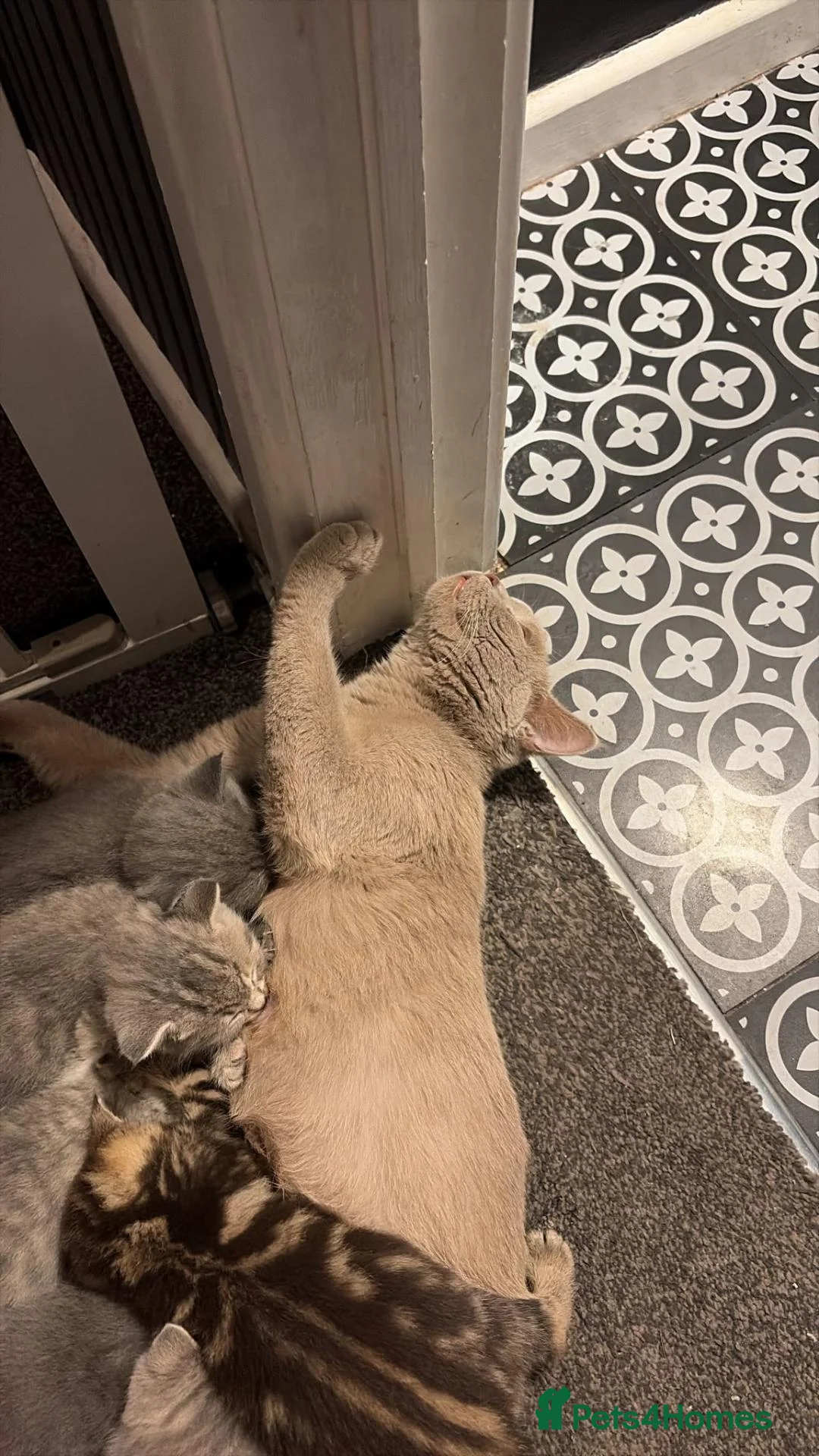 Mixed Breed cats for sale: British blue cross  in Birmingham - Advert 1