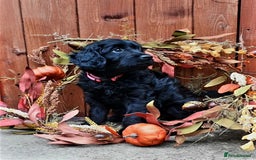 Poodle dogs for stud:  CHOCOLATE MERLE PHANTOM CARRYING PARTI in Todmorden - Image 6
