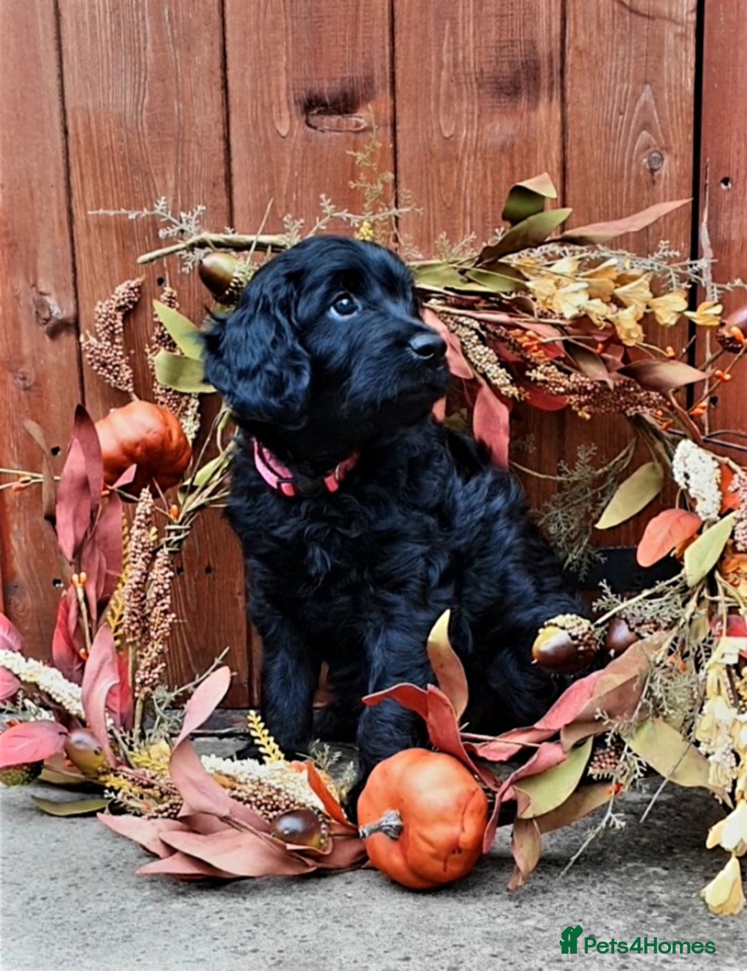 Poodle dogs for stud:  CHOCOLATE MERLE PHANTOM CARRYING PARTI in Todmorden - Image 6