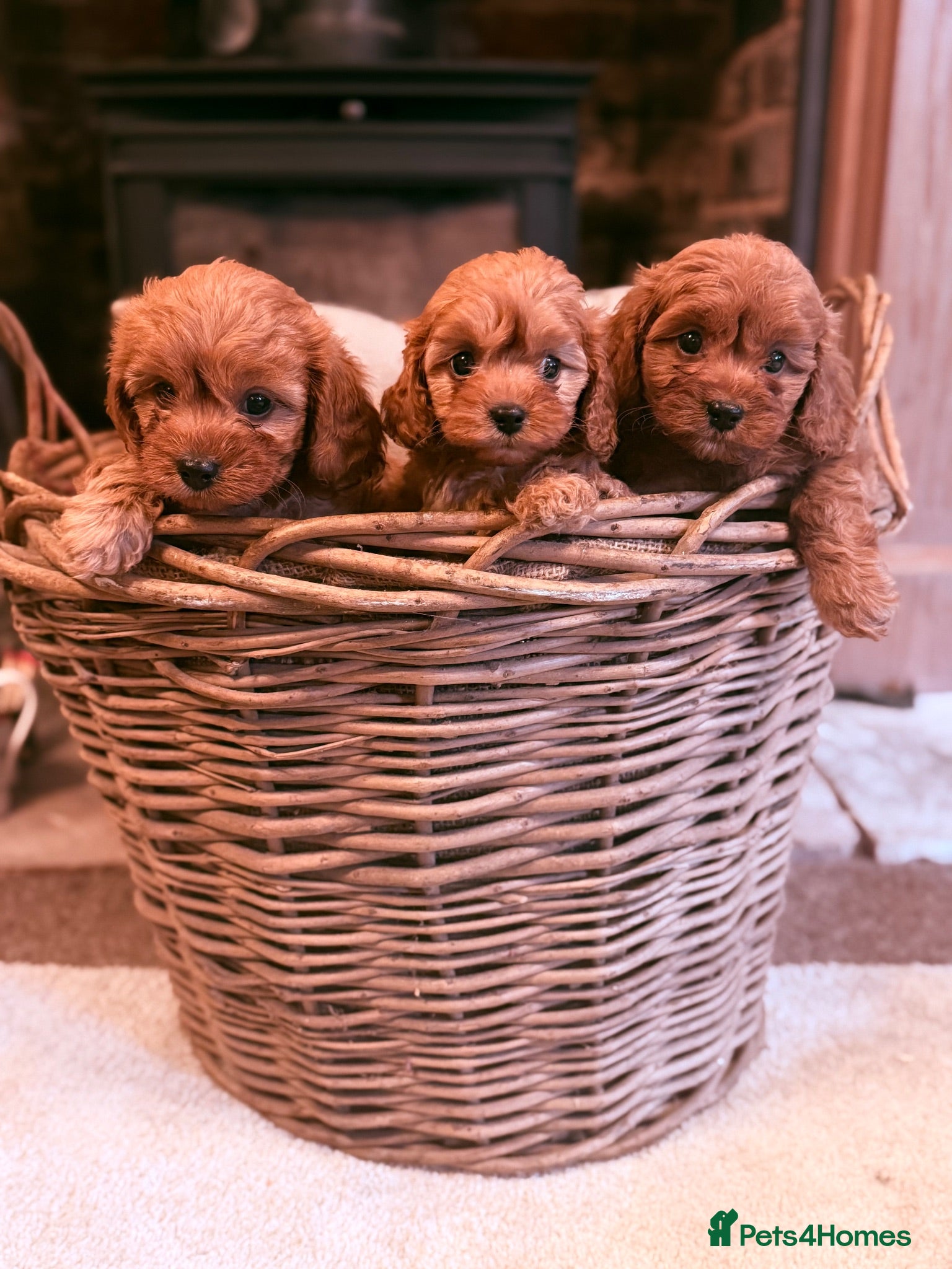 Cavapoo dogs Fox red and Apricot Pups  - Advert 1