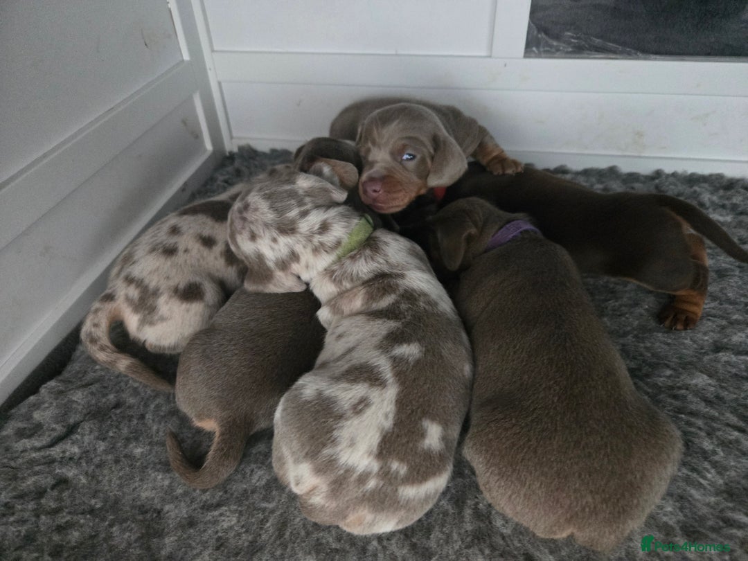 Miniature Dachshund dogs for sale: Miniature Dachshund Puppies - Advert 8