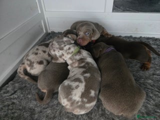 Miniature Dachshund dogs Miniature Dachshund Puppies - Advert 1