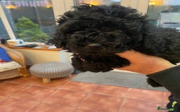 Mixed Breed dogs for sale: Hungarian puli cross miniature poodle puppies - Image 4