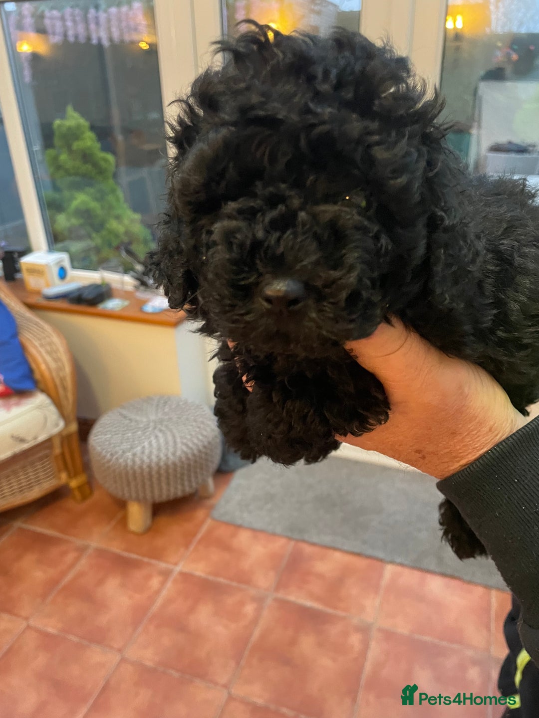 Mixed Breed dogs for sale: Hungarian puli cross miniature poodle puppies - Image 4