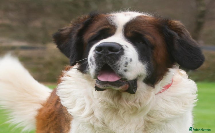 Saint Bernard dogs - Advert 1