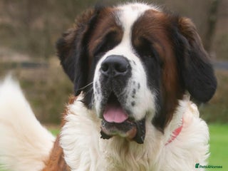 Saint Bernard dogs - Advert 10