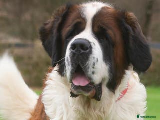 Saint Bernard dogs St Bernard for stud - Advert 6