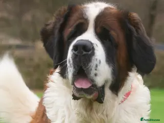 Saint Bernard dogs St Bernard for stud - Advert 2