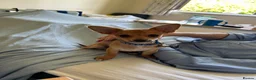 Chihuahua dogs for sale: Adult  **  Chihuahua Boy in Blairgowrie - Advert 6