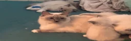 Ragdoll cats for sale: 4 beautiful blue point ragdoll kittens  - Advert 17