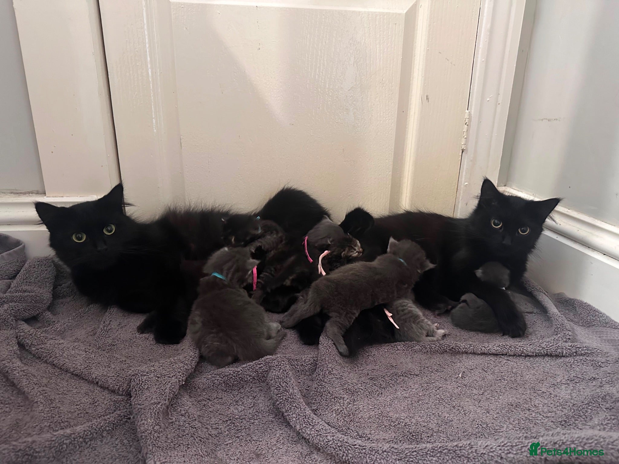 Maine Coon cats 5 Cross Maine Coon kittens for sale  - Advert 1