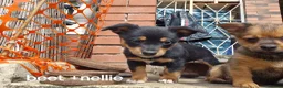 Jack Chi dogs for sale: Jack chi cross terrior  - Advert 6