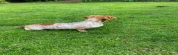 Miniature Dachshund dogs for sale: Pure Russian Piebald Miniature Smooth Dachshunds  - Advert 9