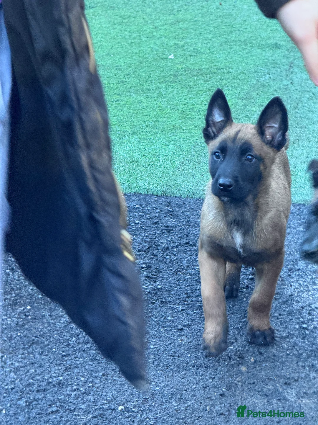 Belgian Shepherd Dog dogs for sale: Belgium Shepherd - Advert 2