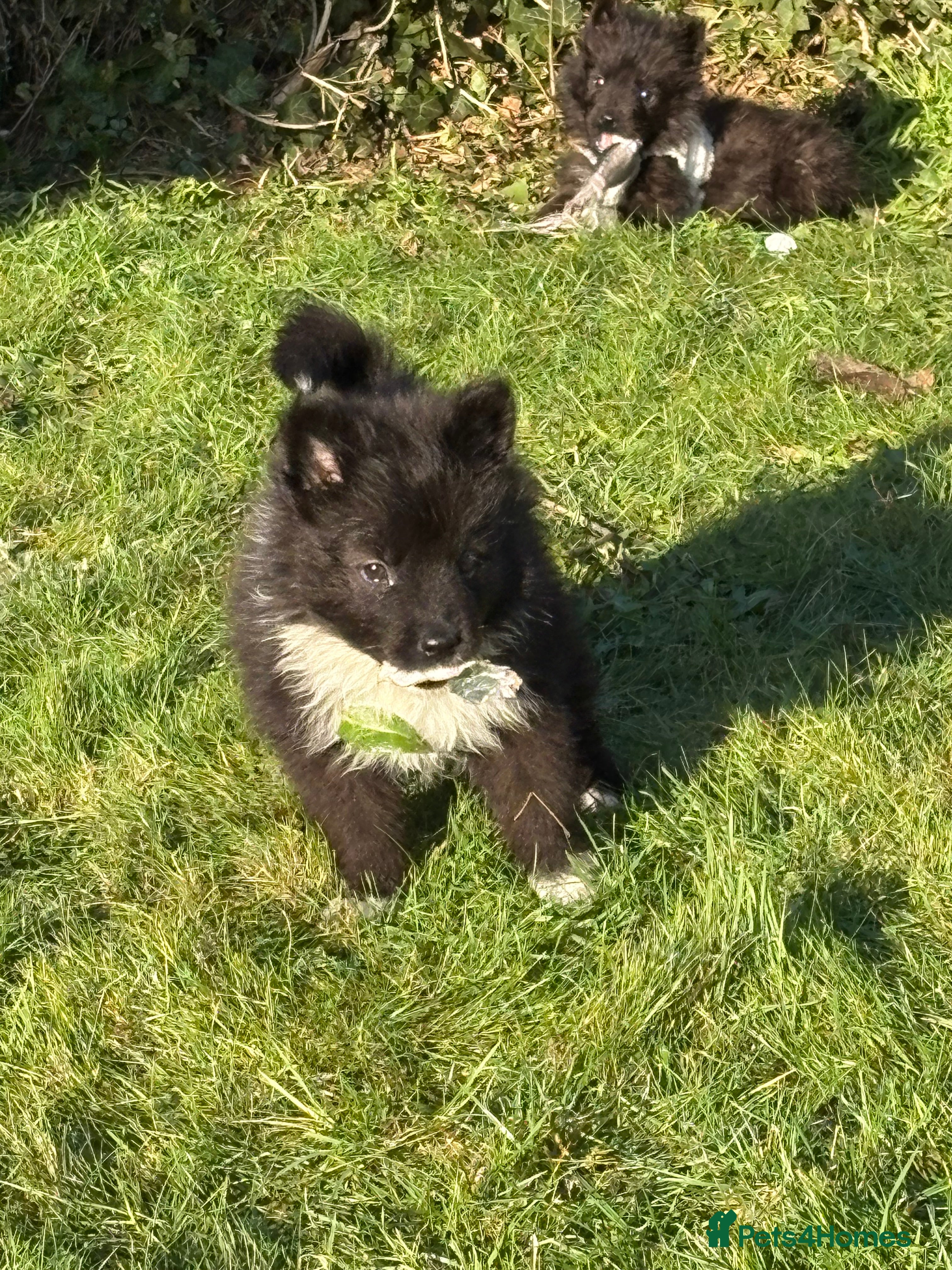 Mixed Breed dogs Belgium Shepard x Samoyed puppies - Advert 1