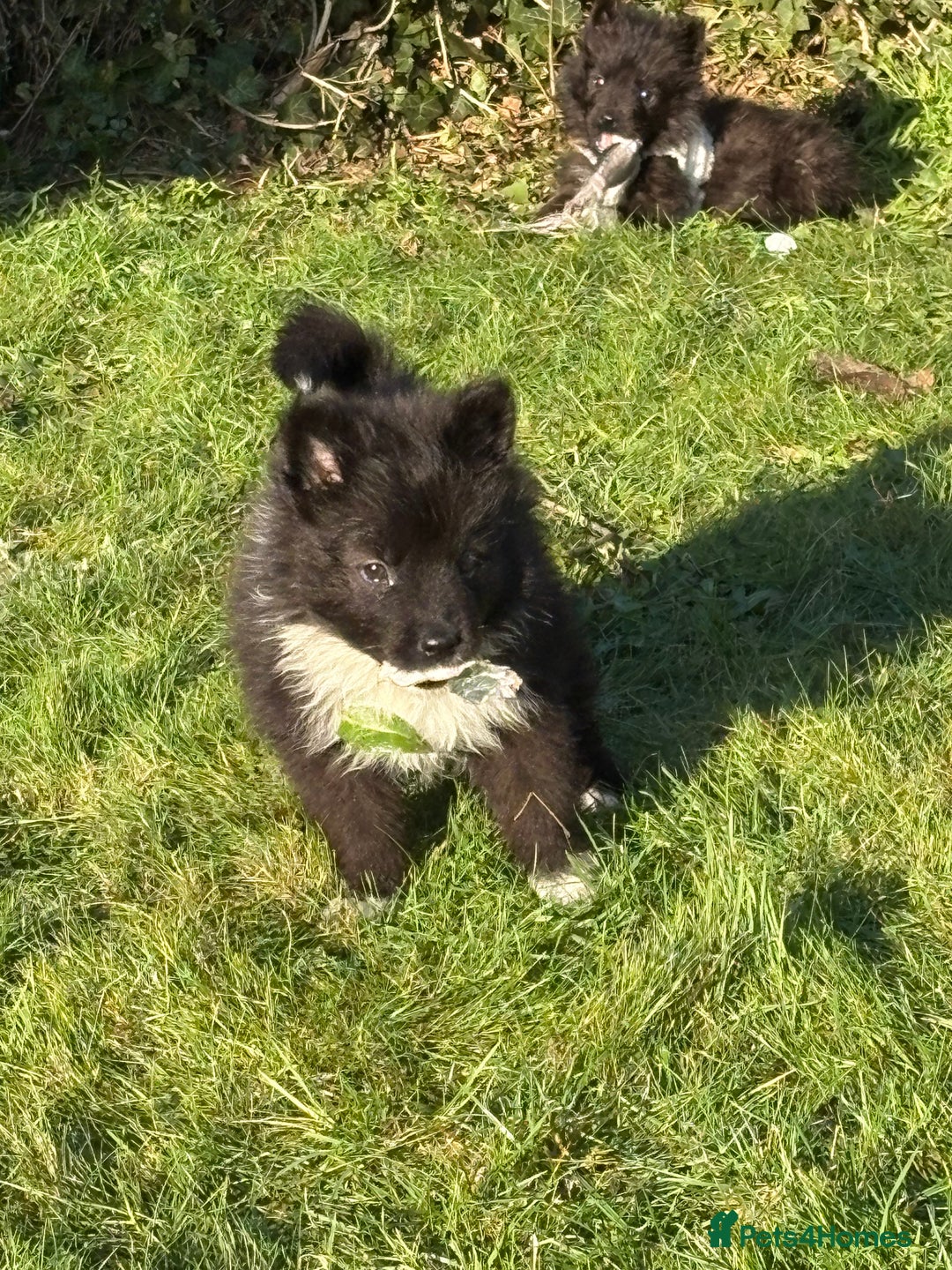 Mixed Breed dogs for sale: Belgium Shepard x Samoyed puppies - Advert 1