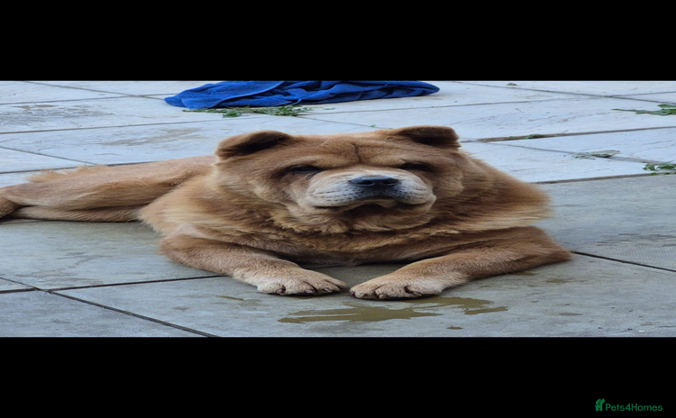 Chow Chow dogs - Advert 5