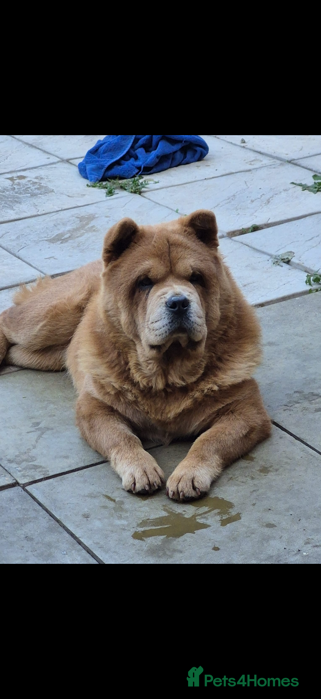 Chow Chow dogs for sale: Beautiful chow chow  - Image 1