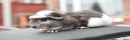 Guinea Pig rodents for sale: Baby Guinea Pigs Looking For New Homes - Advert 20