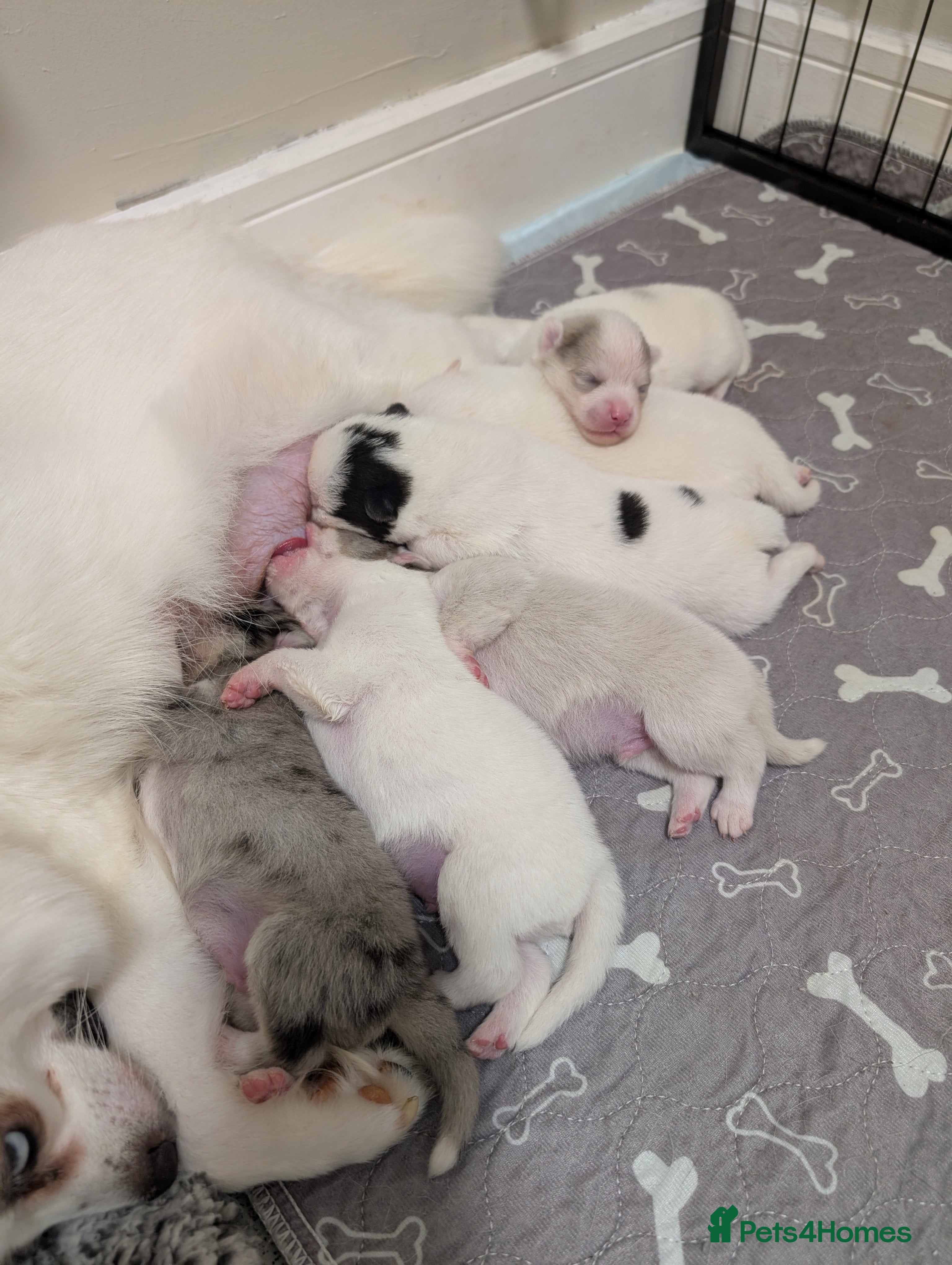 Pomsky dogs Beautiful pomsky f3 mini - Advert 15