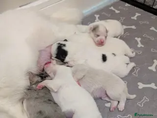 Pomsky dogs Beautiful pomsky f3 mini - Advert 15