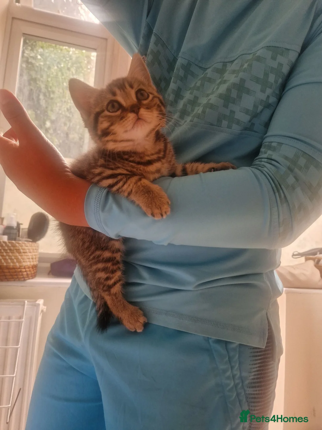 Mixed Breed cats for sale: Scottish mixed breed kittens - Advert 2
