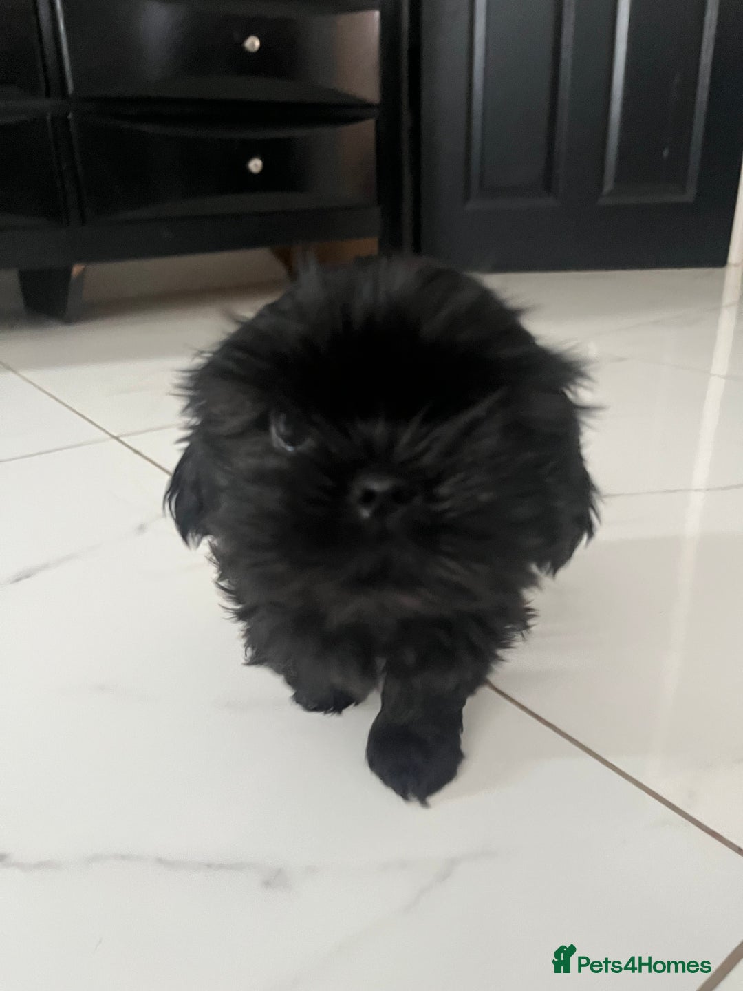 Shih Tzu dogs for sale: Rare solid black imperial Shih Tzu  - Advert 18