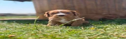 Cocker Spaniel dogs for sale: Working cocker spaniel puppies - Advert 10