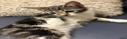 Domestic Shorthair cats for sale: Kittens for sale  - Advert 10