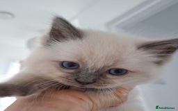 Ragdoll cats for sale: Beautiful Ragdolls 4 boys and 2 girls  - Image 21