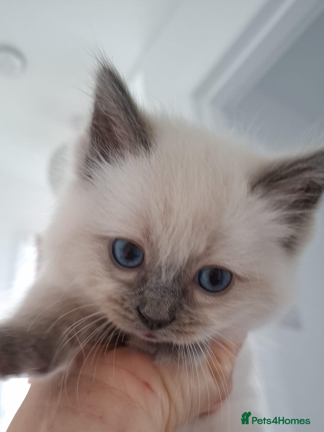 Ragdoll cats for sale: Beautiful Ragdolls 4 boys and 2 girls  - Image 21