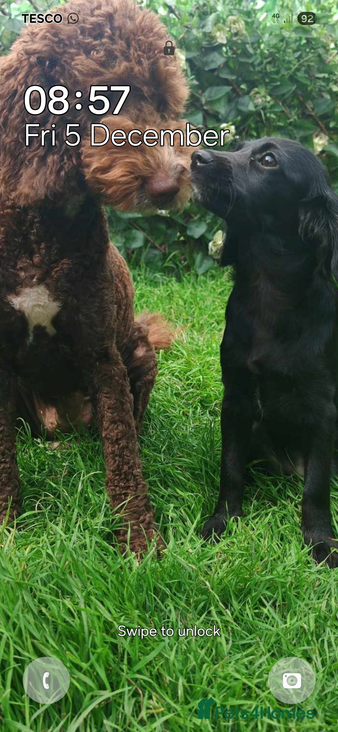 Cockapoo dogs for sale: Cockerpoo  puppys  - Advert 9