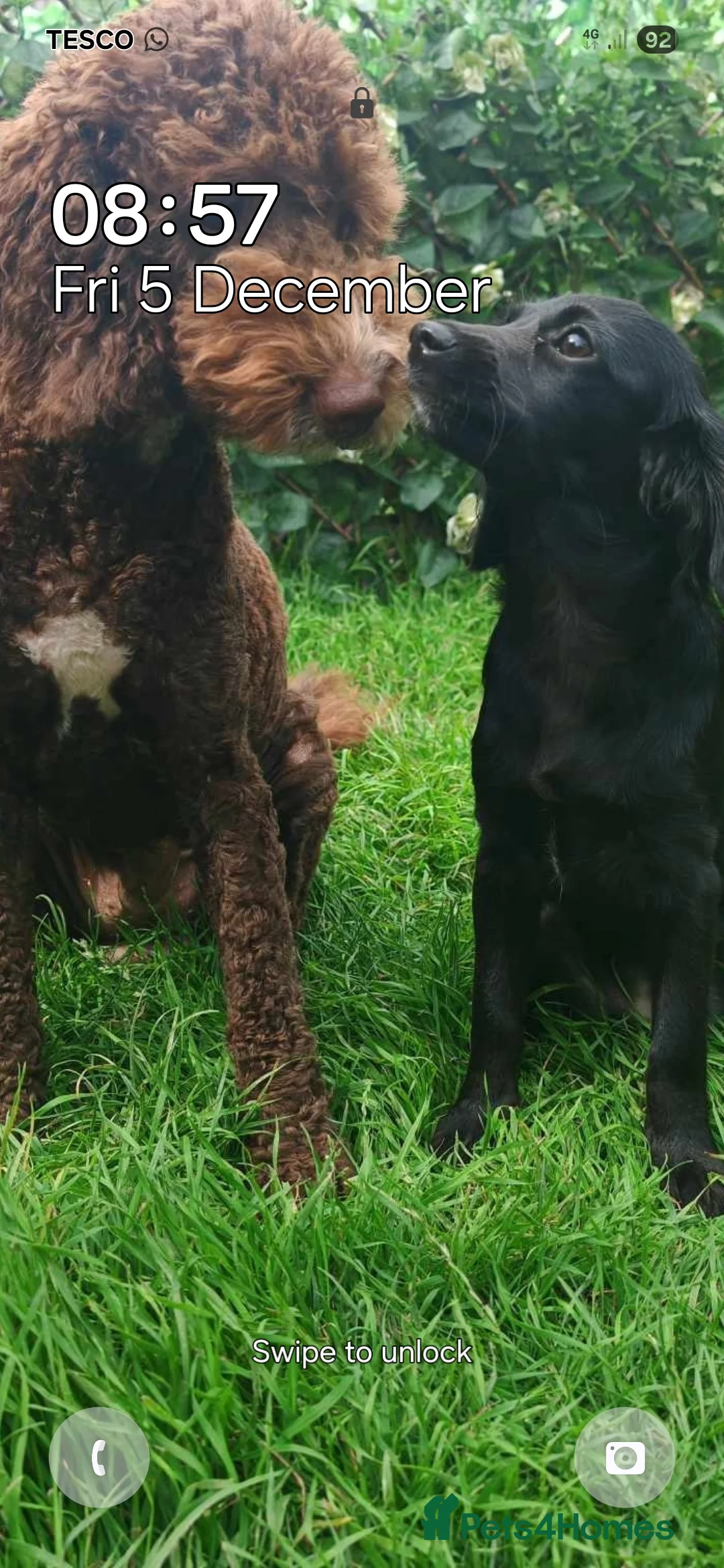 Cockapoo dogs for sale: Cockerpoo  puppys  - Advert 18