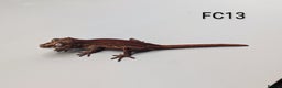 Gecko reptiles for sale: Red & Orange Stripe Gargoyle Gecko CB25  - Advert 4