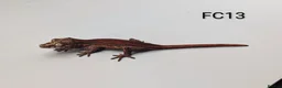 Gecko reptiles for sale: Red & Orange Stripe Gargoyle Gecko CB25  - Advert 4