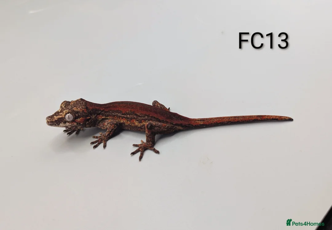 Gecko reptiles for sale: Red & Orange Stripe Gargoyle Gecko CB25  - Advert 4