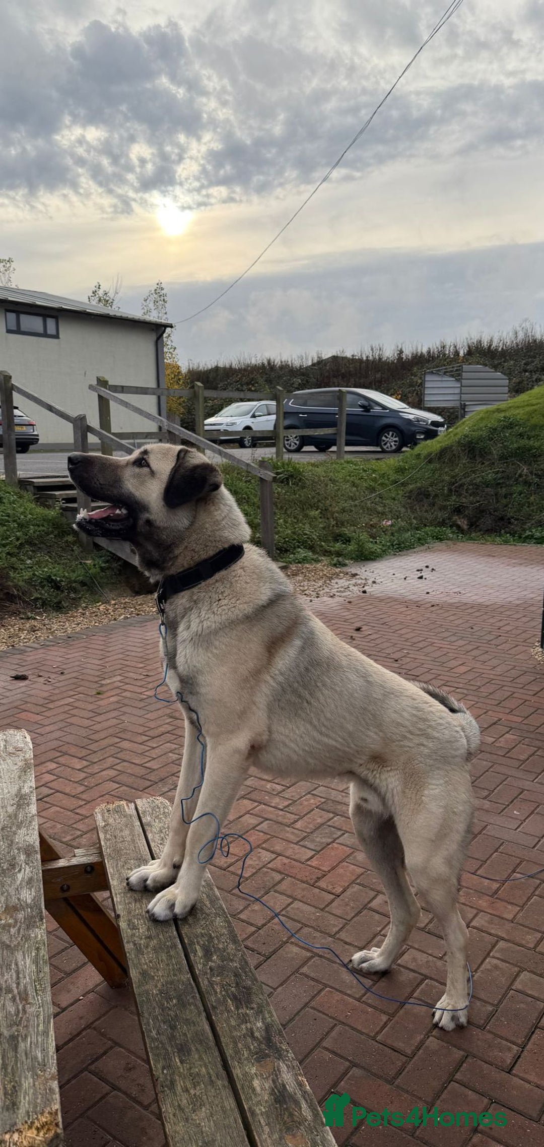 Turkish Kangal dogs for sale: Male Turkish Kangal - Image 4