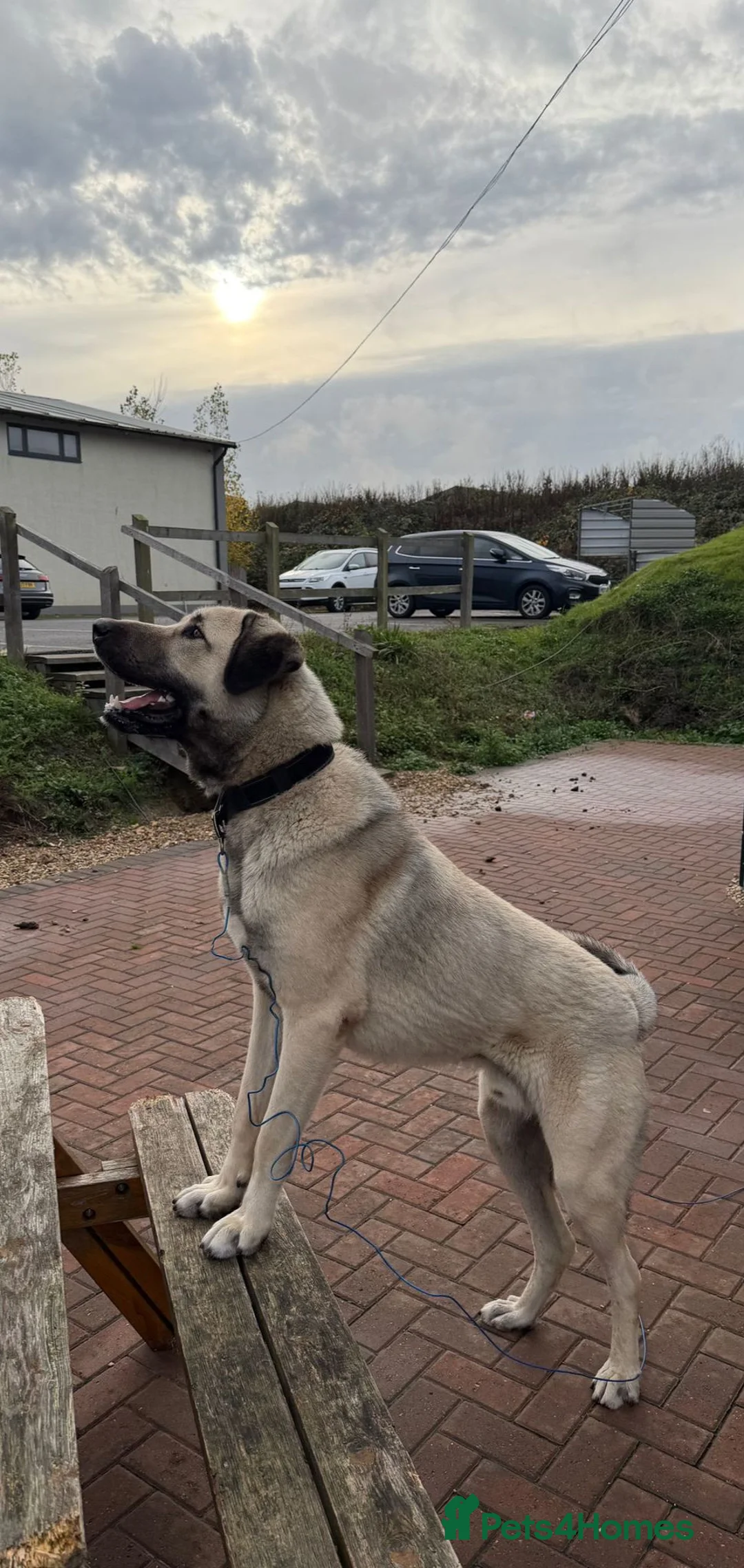 Turkish Kangal dogs for sale: Male Turkish Kangal - Advert 4