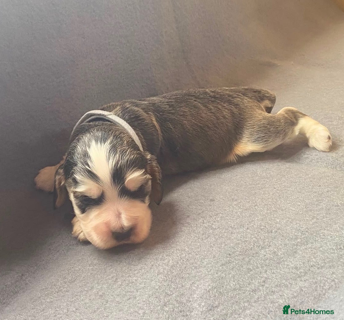 Cocker Spaniel dogs 🐾BEAUTIFUL KC REGISTERED SHOW COCKERS🐾 - Advert 1