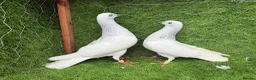 Pigeons birds for sale: Strong Healthy Pigeons £70 Pair - Advert 6
