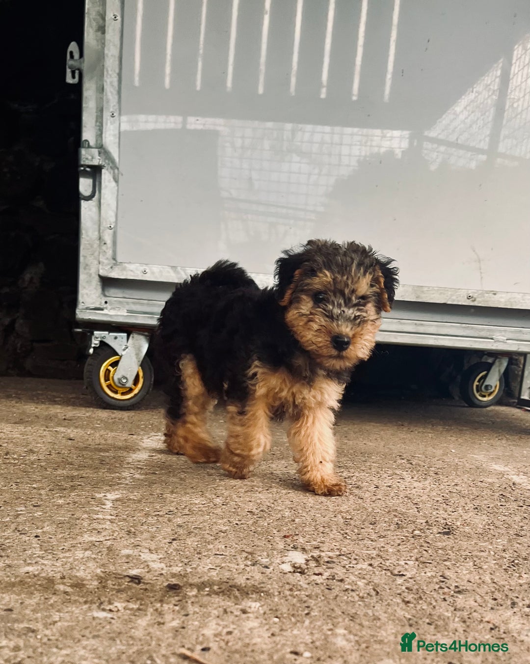 Lakeland Terrier dogs for sale: Lakeland terrier puppies - Image 8