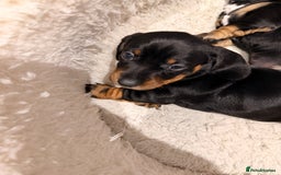 Dachshund dogs for sale: Gorgeous sausage pups for sale  - Image 2