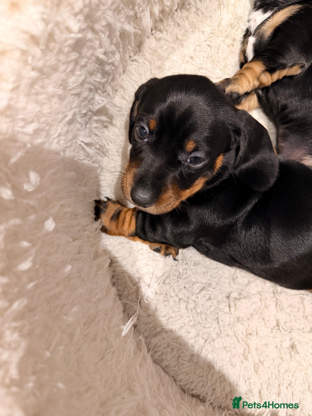 Dachshund dogs for sale: Gorgeous sausage pups for sale  - Image 2