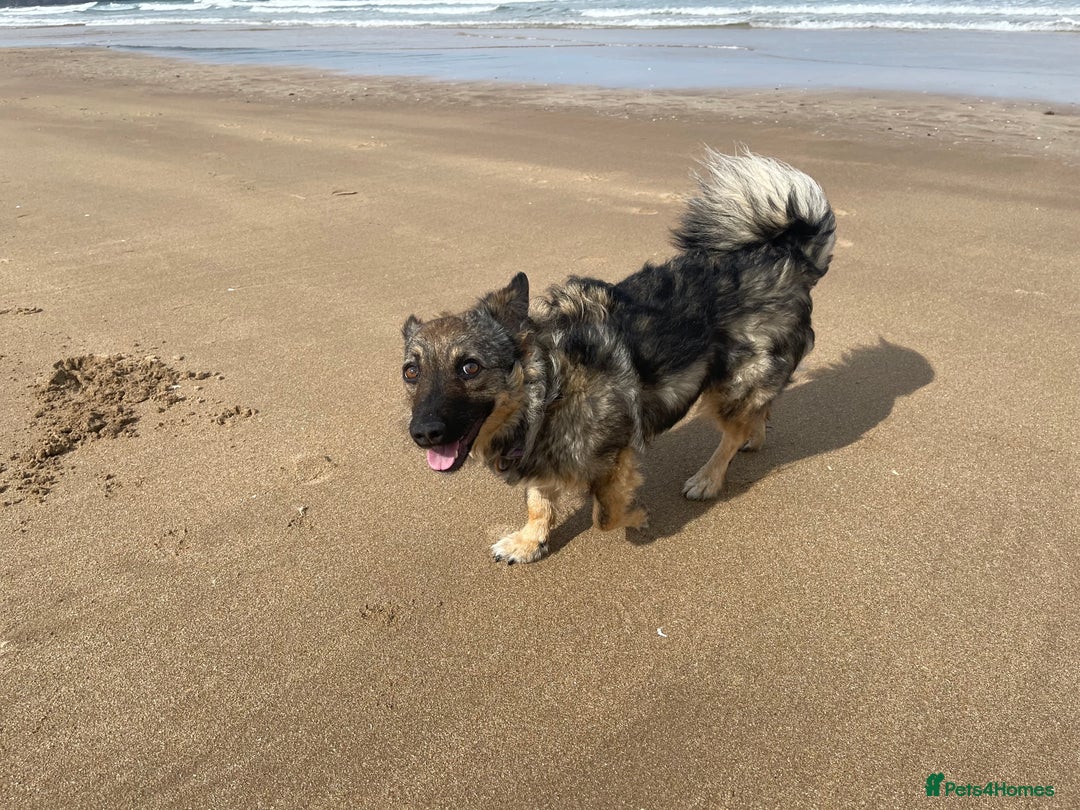 Mixed Breed dogs for adoption: Snowy is looking for a new home - Advert 5