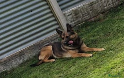 Belgian Shepherd Dog dogs for sale: Belgian shepherd's  - Image 2