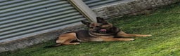 Belgian Shepherd Dog dogs for sale: Belgian malinois - Advert 11