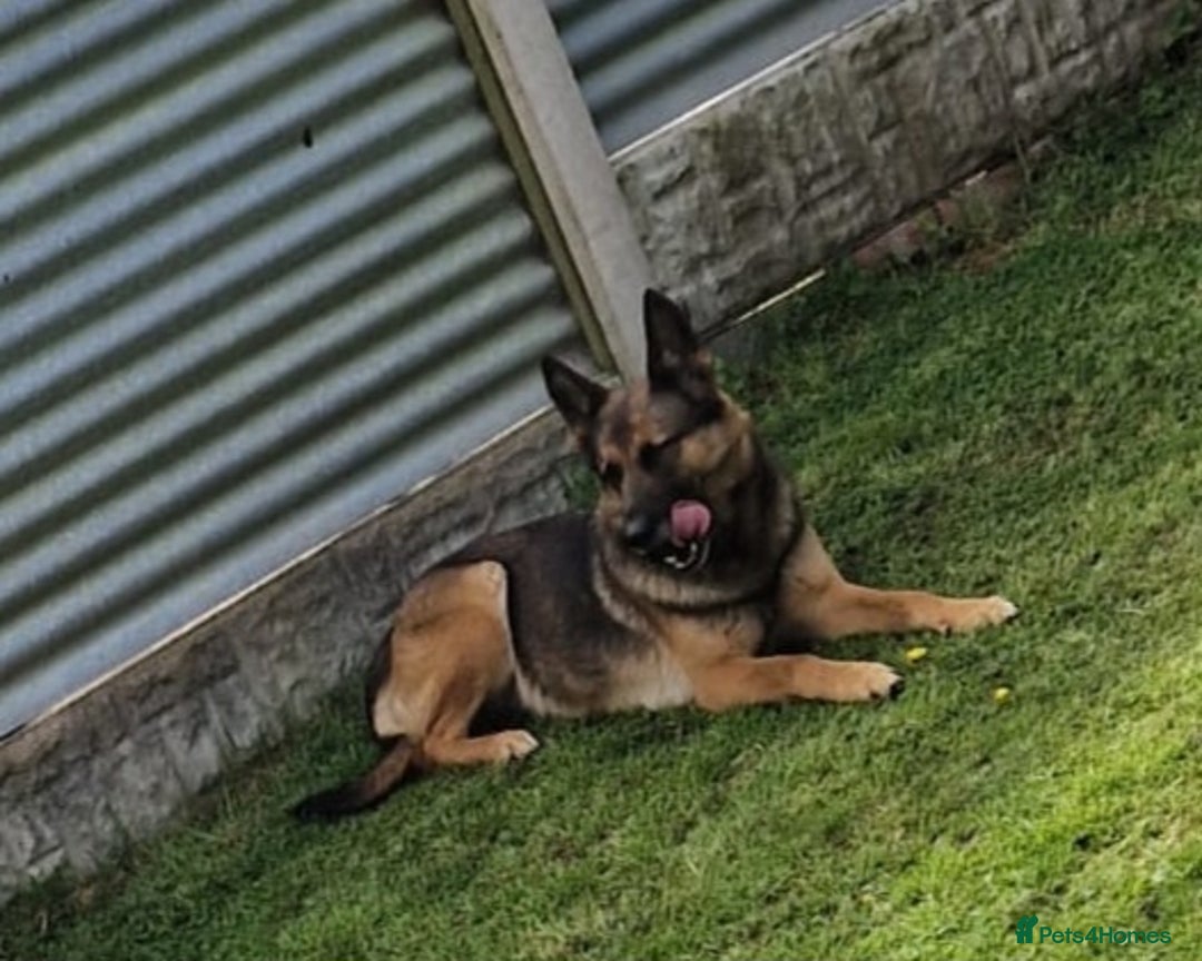 Belgian Shepherd Dog dogs for sale: Belgian shepherd's  - Image 2