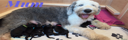 Mixed Breed dogs for sale: Sheepadoodle Puppies! Tuxedo Marking - Advert 1